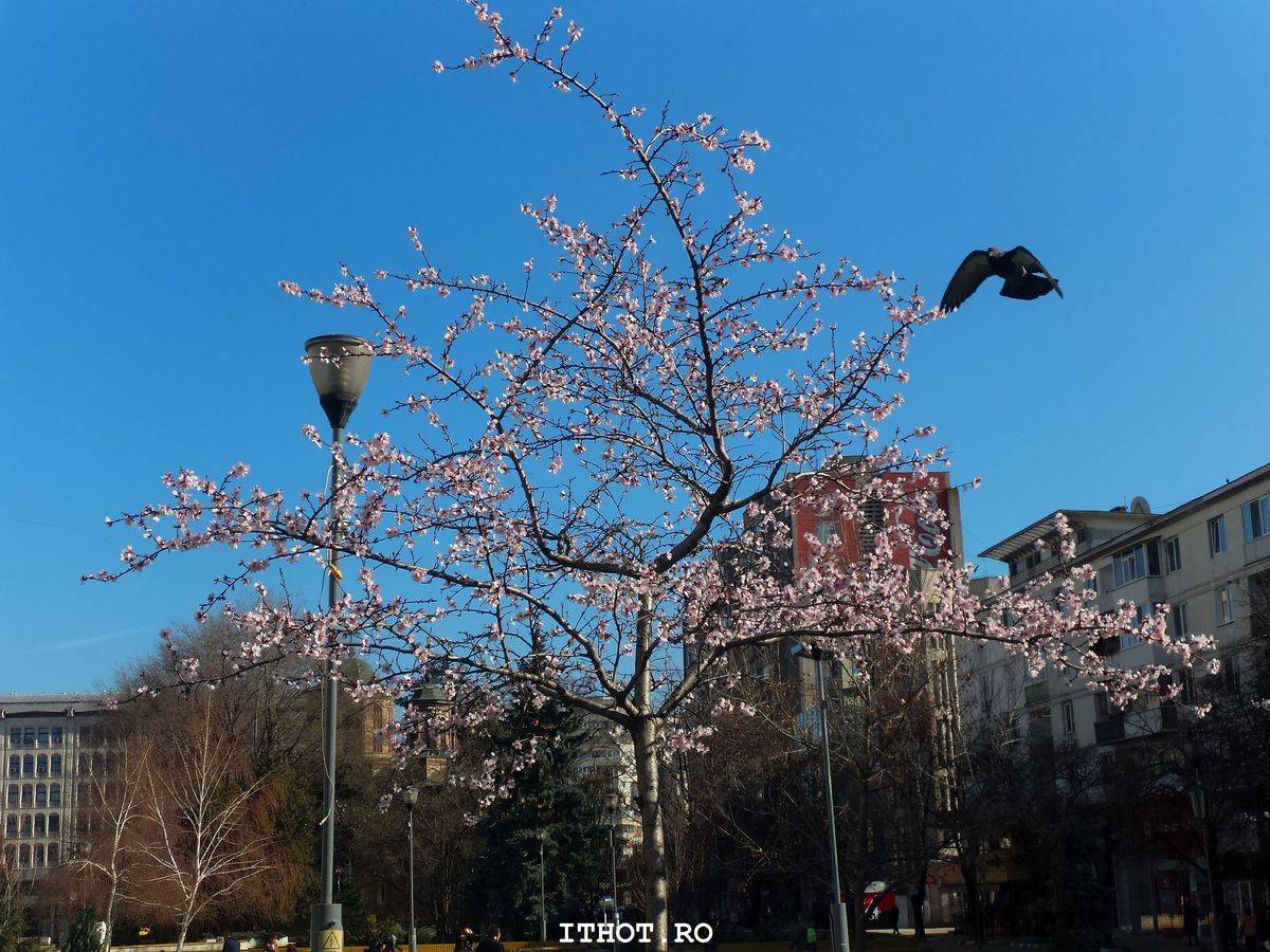 Asus Zenfone Zoom 142