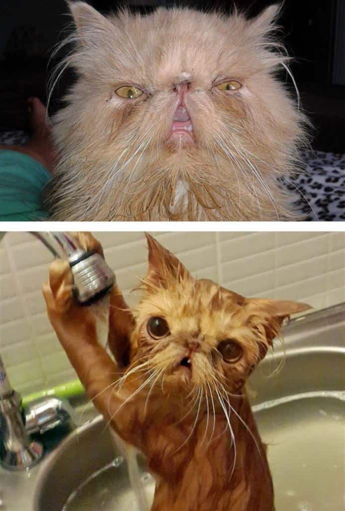 Câteva poze haioase cu pisici supărate